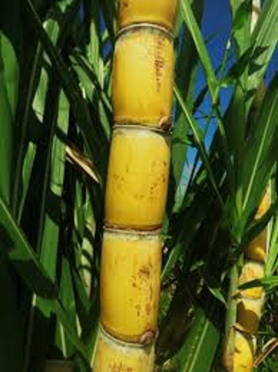 Amazon.com : Sugarcane Plant-organic Sugar Cane 5 Sticks Yellow